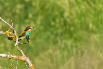 Merops apiaster - European bee-eater colorful bird on a nice green background with beautiful bokeh. Photo of wild nature.