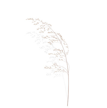 Vector stock illustration of meadow grass. Cream branch Wild dry herbal sways in the wind. Panicle feather flower head plumesstep. Soft pink color. Template for a wedding card. 