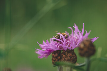 Bee collects nectar from purple wildflower on green background. beautiful delicate pink forest flower close-up. insect, macro nature. bokeh. Centaurea jacea flower.