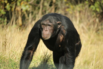 Chimpanzee walking through yellow grass