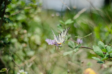 spider on a flower