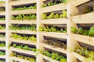 Wooden system of vertical urban farming and gardening technology. Organic vertical kitchen garden with greenery and herbs. Home planting and growing of food. Selective focus.