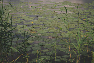 Yellow water flowers (Nuphar Lutea) in lake