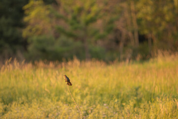 Another Sparrow