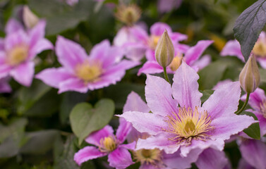 Blooming clematis flowers.Pink flower in summer, in the garden