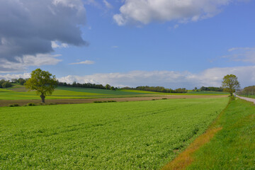 Paysage de campagne aux champs verdoyants dans le département de l'Allier en région...