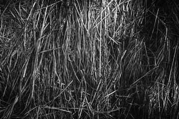 Abstract background of dry grass. Dry grass texture. Selective focus. Hay stack close up black and white version
