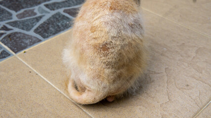 Closeup of skin fungal infection at the back of a stray orange cat's body - skin diseases by fungus