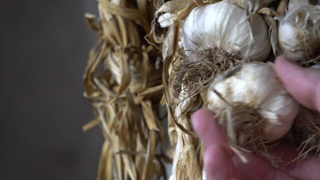 Close up authentic 4k video of a sack of dried garlic, hanging from the ceiling. The concept for food preservation village life and poverty Hand is inspecting the garlic