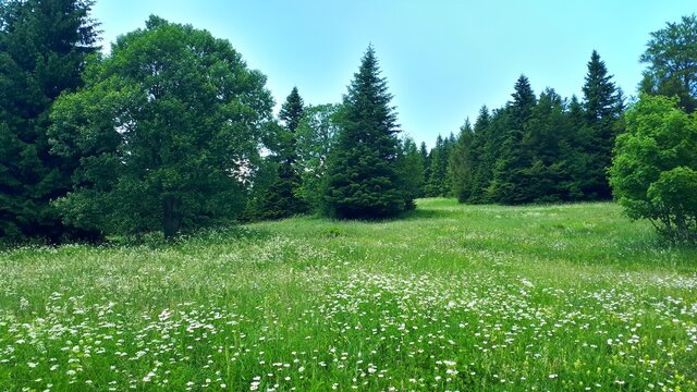 Landscape with grass and pine trees on mountain Igman, Bosnia and Herzegovina