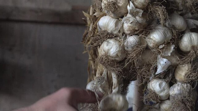 Close up authentic 4k video of a sack of dried garlic, hanging from the ceiling. The concept for food preservation village life and poverty Hand is inspecting the garlic