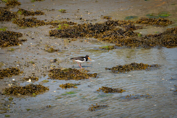 Cute Eurasian oystercatcher wader standing on the shore