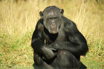 Older chimpanzee sitting in grass