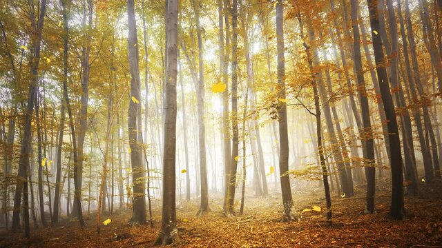 Foggy and sunny morning light in autumn colorful woods landscape with lovely animated falling leaves.	