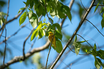 Yellow Warbler