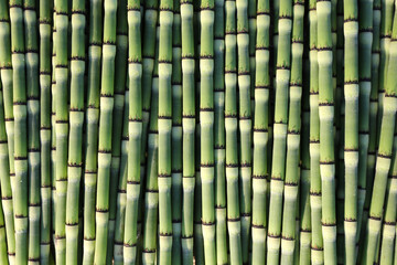 Close Up Background of Natural Common Horsetail Plant