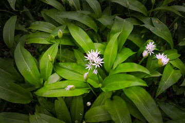 Fragrant wild garlic or Allium ursimum growing in spring in a wood, close up