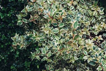 Bush with beautiful leaves with a fancy pattern