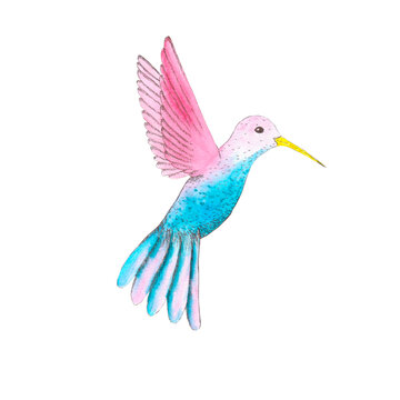 Watercolor hummingbird tropical bird illustration. 