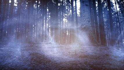 Mystic foggy fairytale light movement in fantasy woods.