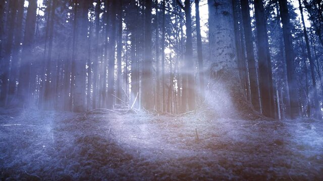 Mystic foggy fairytale light movement in fantasy woods.