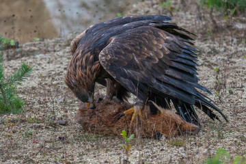 Golden eagle, aquila chrysaetos, standing on a dead fox and feeding with its flash in autumn nature. Wild bird of prey tearing pieces of a kill on a dry grass in autumn nature with blurred background.