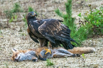 Naklejka na ściany i meble Golden eagle, aquila chrysaetos, standing on a dead fox and feeding with its flash in autumn nature. Wild bird of prey tearing pieces of a kill on a dry grass in autumn nature with blurred background.