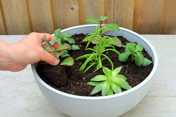 A Gardener Planting A Succulent Plant In To A Ceramic Planter.
