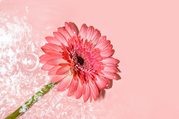Pink gerbera or barberton daisy flower on water surface with ripples and sunlight reflections. Beauty spa, relaxation or wellness treatment. Youth, freshness or tenderness concept. Summer background
