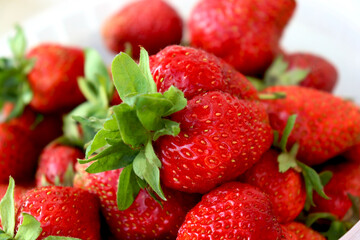Lots of bright red strawberries close-up. Selective focus. Strawberry with petals