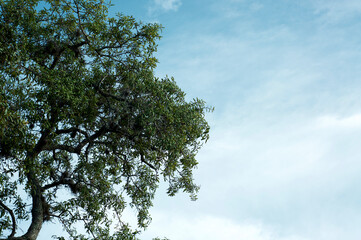 View of a large oak tree against the morning sky with plenty of copy space.