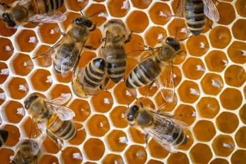 Fotobehang Honey bee in a nest with a honey © szymanskim