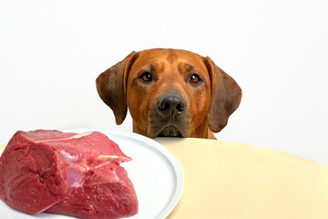 Dog behind table looking at piece of meat on plate. Dog begging food. Natural food for dog.
