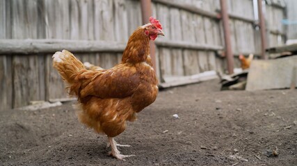 Raising birds for food. A chicken in the farm yard walks around the yard. A brown hen walks around the farm.