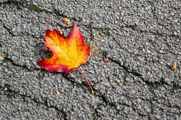 Red and yellow fall Maple leaf isolated on grey cracked asphalt
