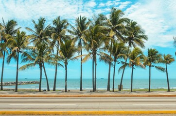 Fototapeta na wymiar Palmeras, Boulevard Adolfo Ruiz Cortínez. Boca del Río, Veracruz.
