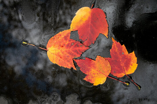 Red Maple Leaves At Peak Fall Color On A Wet, Reflective Black Marble Surface Shot From Above As A Flat Lay
