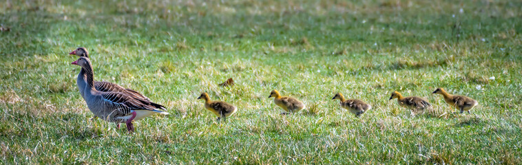 Family Of Grey Geese (Anser anser) With Five Ducklings Walking Through Grass In A Row