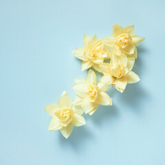 Yellow daffodils isolated on a light blue background, top view flatlay, minimalistic style
