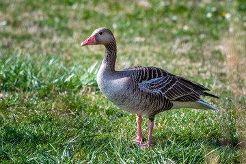 Adult Grey Geese (Anser anser) In National Park Neusiedler See In Austria