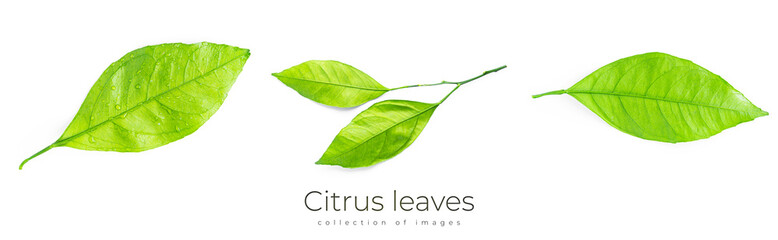 Fototapeta na wymiar Citrus leaves isolated on a white background.