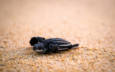 Leatherback turtle pushing through the sand to get to the ocean.	