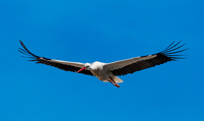 White Stork (Ciconia cicona) flies With Widespread Wings