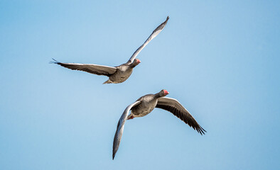 Two Adult Grey Geese (Anser anser) Fly Together With Widespread Wings 