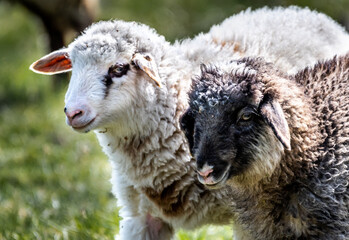 Fototapeta premium Two Young Sheep With Black And White Wool