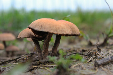 Three mushrooms on the ground