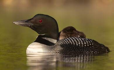 Common Loon and Chick in Maine  © Harry Collins