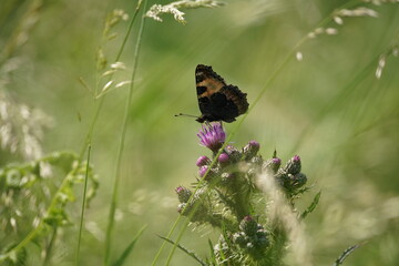 Kleiner Fuchs, Schmetterling auf einer Blüte zur Sommerzeit, Aglais urticae