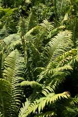 Fototapeta na wymiar green fern plant leaves in nature 