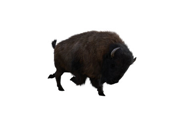 American bison, different poses isolated on a white background. 3D figure clip art as a template for collage. 3D rendering, 3D illustration.